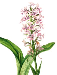 Large Purple Fringe–Orchid (Habenaria grandiflora) (1926) by Mary Vaux Walcott.. Free illustration for personal and commercial use.