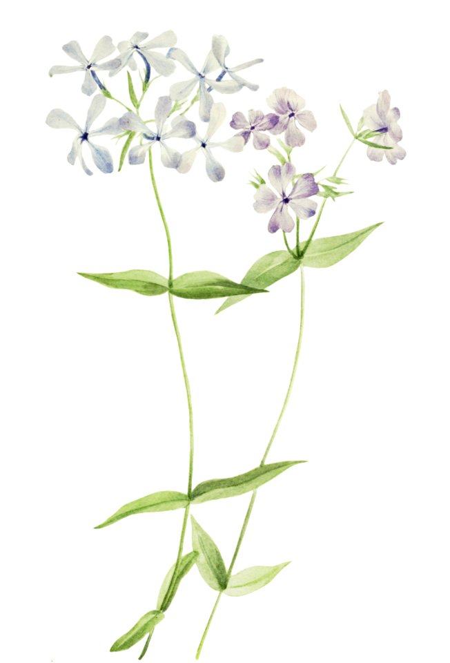 Blue Phlox (Phlox divaricata) (1917) by Mary Vaux Walcott.