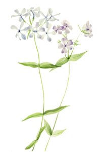 Blue Phlox (Phlox divaricata) (1917) by Mary Vaux Walcott.. Free illustration for personal and commercial use.