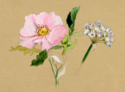 Flower Study (1876–1878) by Mary Vaux Walcott.. Free illustration for personal and commercial use.