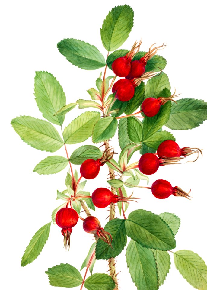 Bourgeau Rose (Rosa bourgeauiana) (1920) by Mary Vaux Walcott.