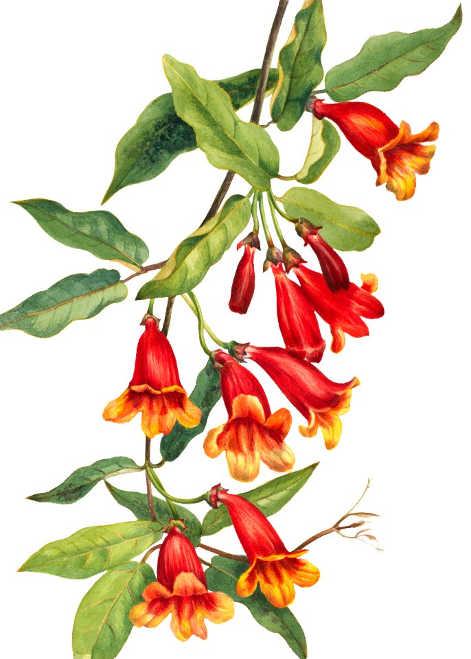 Crossvine (Anisostichus capreolatus) (1925) by Mary Vaux Walcott.