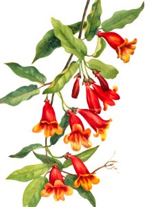 Crossvine (Anisostichus capreolatus) (1925) by Mary Vaux Walcott.. Free illustration for personal and commercial use.