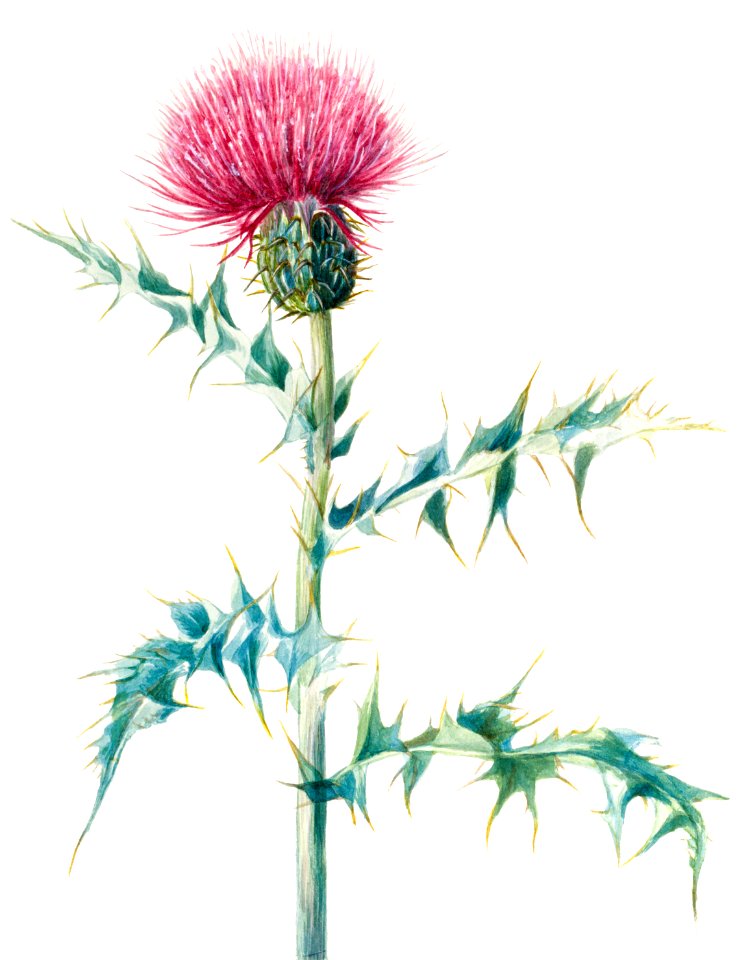 Thistle (Cirsium arizonica) (1938) by Mary Vaux Walcott.