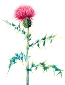 Thistle (Cirsium arizonica) (1938) by Mary Vaux Walcott.. Free illustration for personal and commercial use.
