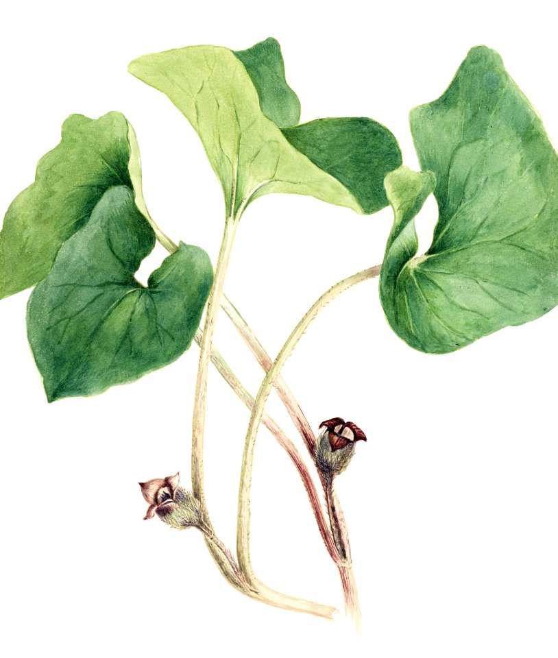 Canada Wild Ginger (Asarum canadense) (1920) by Mary Vaux Walcott.. Free illustration for personal and commercial use.