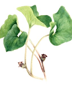 Canada Wild Ginger (Asarum canadense) (1920) by Mary Vaux Walcott.. Free illustration for personal and commercial use.