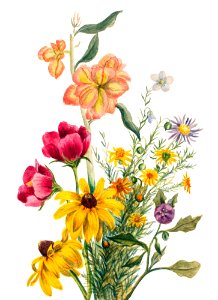 Group of Flowers (1881) by Mary Vaux Walcott.. Free illustration for personal and commercial use.