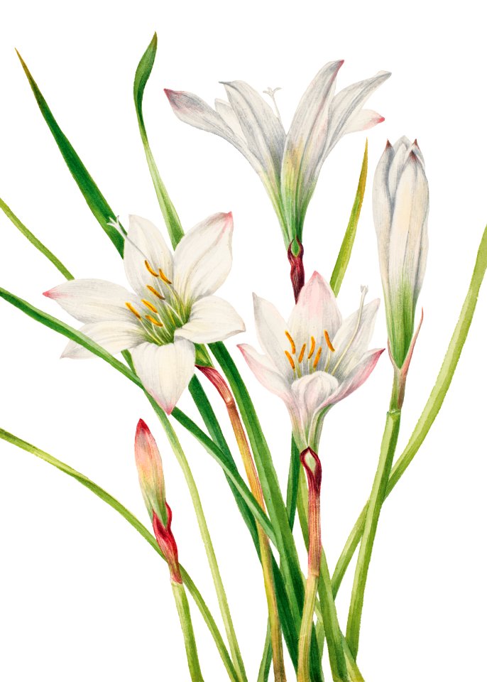 Atamasco Lily (Atamosco atamasco) (1925) by Mary Vaux Walcott.
