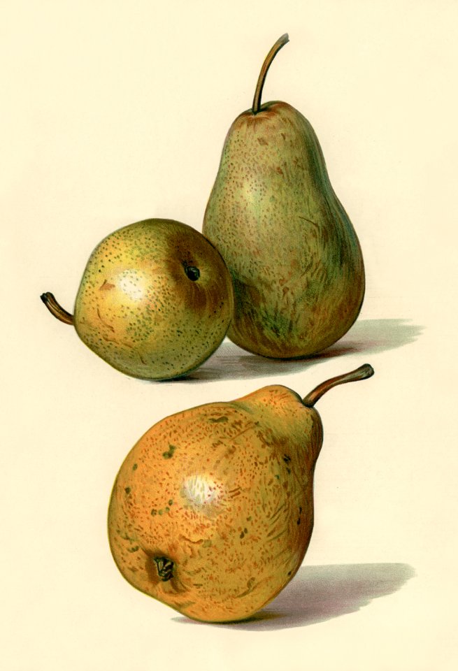 Vintage illustration of beurre dance, beurre diel, summer beurre d' aremberg pears digitally enhanced from our own vintage edition of The Fruit Grower's Guide (1891) by John Wright.