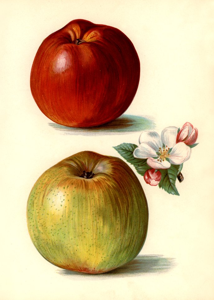Vintage illustration of gascoigne's seedling, sandringham apples digitally enhanced from our own vintage edition of The Fruit Grower's Guide (1891) by John Wright.