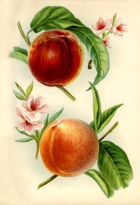 Vintage illustration of alexander, rivers' early york nectarines digitally enhanced from our own vintage edition of The Fruit Grower's Guide (1891) by John Wright.