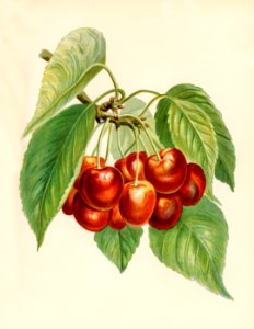 Vintage illustration of bigarreau cherries digitally enhanced from our own vintage edition of The Fruit Grower's Guide (1891) by John Wright.