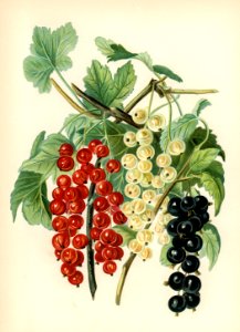 The fruit grower's guide : Vintage illustration of black naples, victoria, white dutch. Free illustration for personal and commercial use.