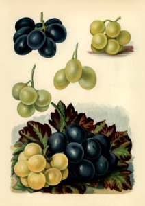 Vintage illustration of grape digitally enhanced from our own vintage edition of The Fruit Grower's Guide (1891) by John Wright.