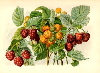 Vintage illustration of raspberry digitally enhanced from our own vintage edition of The Fruit Grower's Guide (1891) by John Wright.