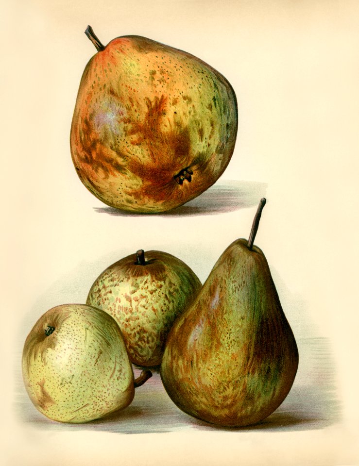 Vintage illustration of fruit digitally enhanced from our own vintage edition of The Fruit Grower's Guide (1891) by John Wright.