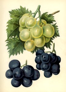 Vintage illustration of grapes digitally enhanced from our own vintage edition of The Fruit Grower's Guide (1891) by John Wright.