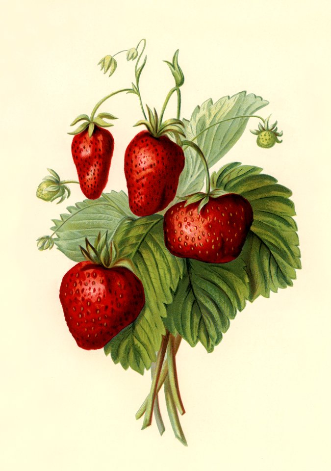 Vintage illustration of strawberries digitally enhanced from our own vintage edition of The Fruit Grower's Guide (1891) by John Wright.