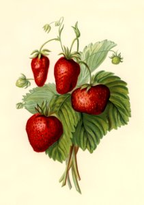 Vintage illustration of strawberries digitally enhanced from our own vintage edition of The Fruit Grower's Guide (1891) by John Wright.. Free illustration for personal and commercial use.