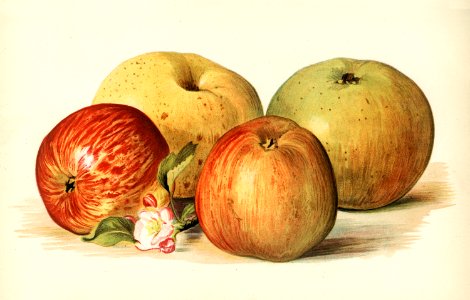 Vintage illustration of apple digitally enhanced from our own vintage edition of The Fruit Grower's Guide (1891) by John Wright.