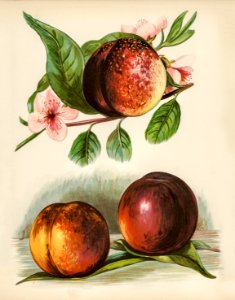 The fruit grower's guide : Vintage illustration of peach. Free illustration for personal and commercial use.