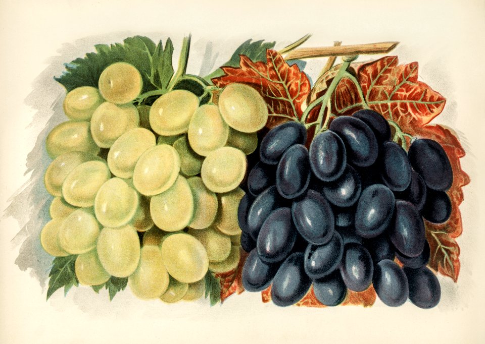Vintage illustration of grape digitally enhanced from our own vintage edition of The Fruit Grower's Guide (1891) by John Wright.