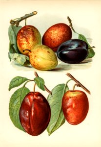 The fruit grower's guide : Vintage illustration of plum. Free illustration for personal and commercial use.