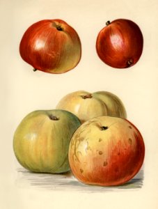 Vintage illustration of apple digitally enhanced from our own vintage edition of The Fruit Grower's Guide (1891) by John Wright.. Free illustration for personal and commercial use.