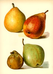 Vintage illustration of pear digitally enhanced from our own vintage edition of The Fruit Grower's Guide (1891) by John Wright.