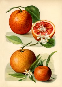 Vintage illustration of orange digitally enhanced from our own vintage edition of The Fruit Grower's Guide (1891) by John Wright.. Free illustration for personal and commercial use.