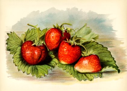 Vintage illustration of strawberry digitally enhanced from our own vintage edition of The Fruit Grower's Guide (1891) by John Wright.. Free illustration for personal and commercial use.