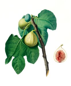 Fig (Fico Troiano) from Pomona Italiana (1817 - 1839) by Giorgio Gallesio (1772-1839).. Free illustration for personal and commercial use.