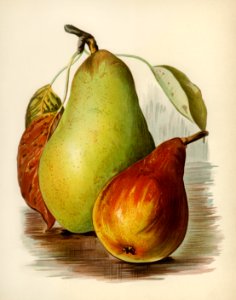 Vintage illustration of pear digitally enhanced from our own vintage edition of The Fruit Grower's Guide (1891) by John Wright.