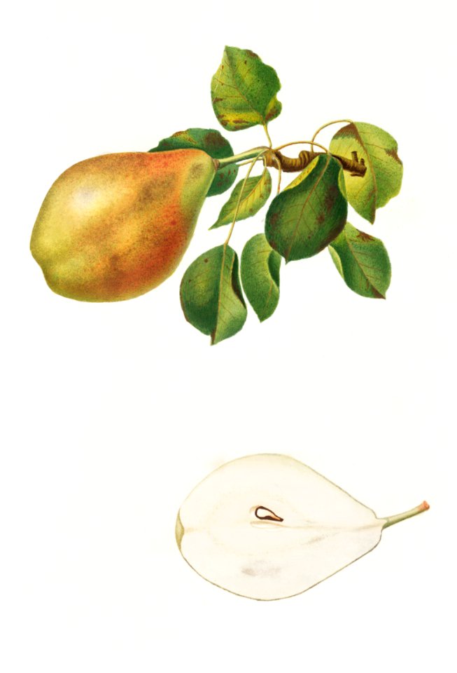 Pear (Pyrus Spaddonia) from Pomona Italiana (1817 - 1839) by Giorgio Gallesio (1772-1839).