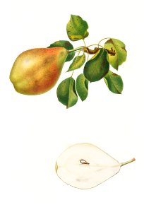 Pear (Pyrus Spaddonia) from Pomona Italiana (1817 - 1839) by Giorgio Gallesio (1772-1839).