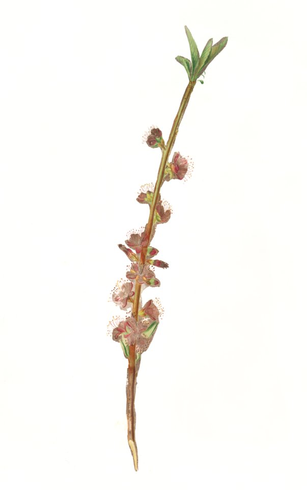 Peach flower (Prunus persica) from Pomona Italiana (1817 - 1839) by Giorgio Gallesio (1772-1839).