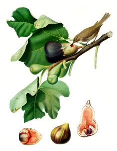 Fig (Ficus carica sativa) from Pomona Italiana (1817 - 1839) by Giorgio Gallesio (1772-1839).. Free illustration for personal and commercial use.