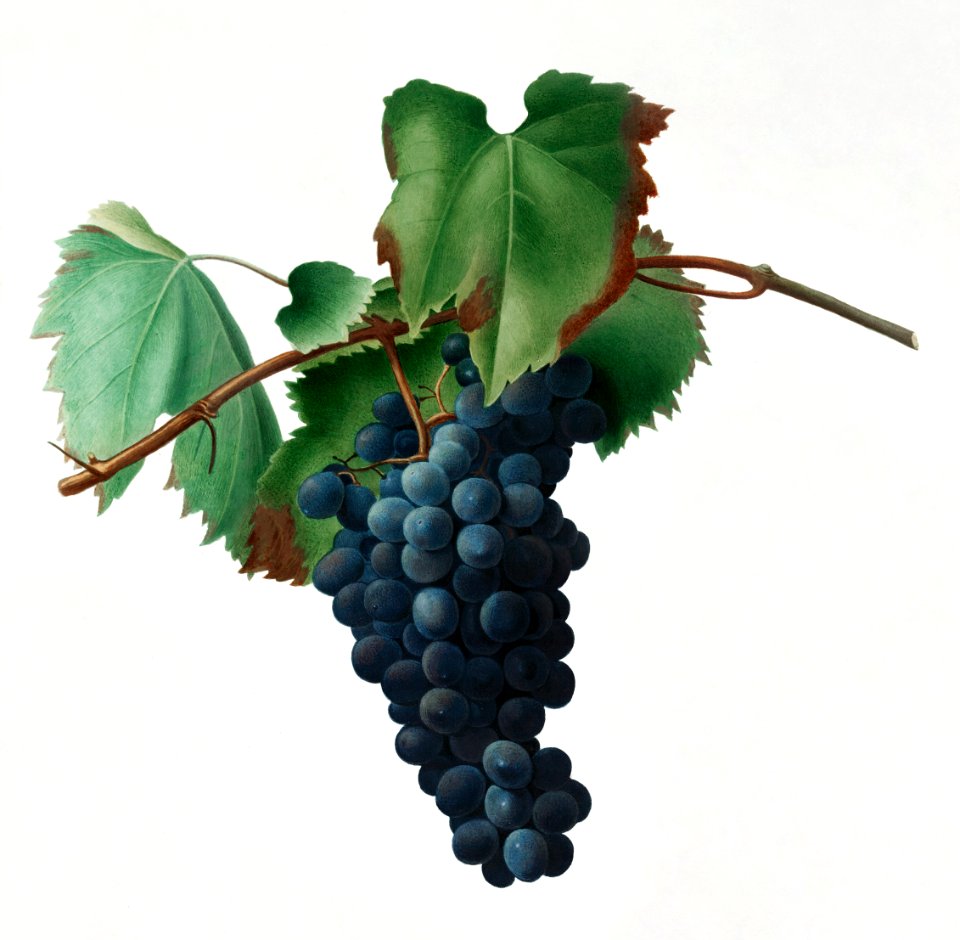 Grape vine (Vitis vinifera Niciensis) from Pomona Italiana (1817 - 1839) by Giorgio Gallesio (1772-1839).