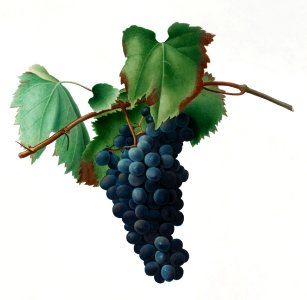 Grape vine (Vitis vinifera Niciensis) from Pomona Italiana (1817 - 1839) by Giorgio Gallesio (1772-1839).. Free illustration for personal and commercial use.