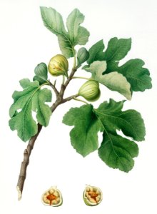 Fig (Ficus carica) from Pomona Italiana (1817 - 1839) by Giorgio Gallesio (1772-1839).. Free illustration for personal and commercial use.