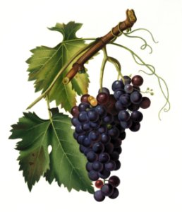 Black grape (Vitis vinifera) from Pomona Italiana (1817 - 1839) by Giorgio Gallesio (1772-1839).. Free illustration for personal and commercial use.