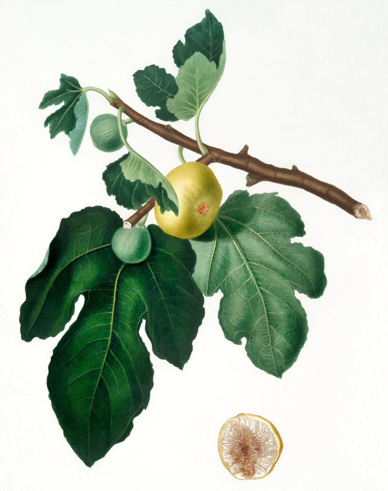 Fig (Ficus carica) from Pomona Italiana (1817 - 1839) by Giorgio Gallesio (1772-1839).