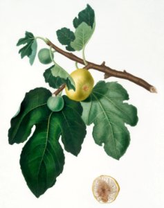 Fig (Ficus carica) from Pomona Italiana (1817 - 1839) by Giorgio Gallesio (1772-1839).. Free illustration for personal and commercial use.