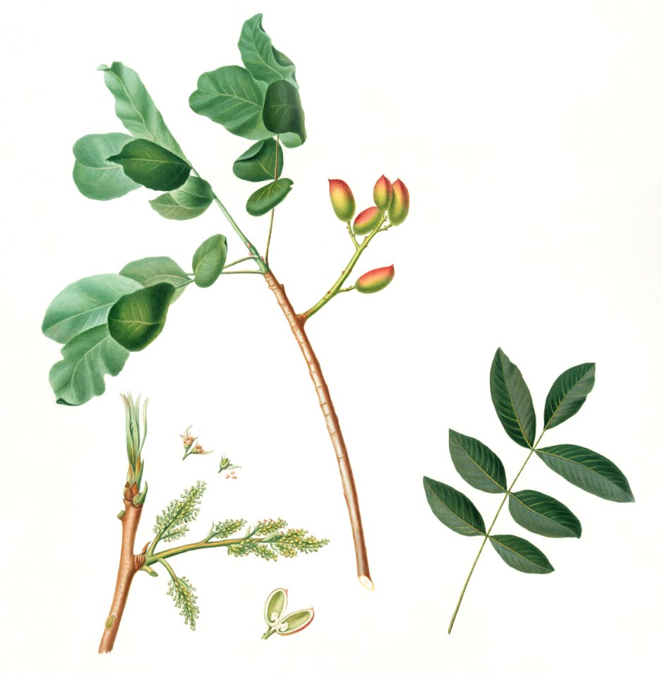 Pistachio (Pistacia vera) from Pomona Italiana (1817 - 1839) by Giorgio Gallesio (1772-1839).