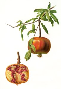 Pomegranate (Punica granatum) from Pomona Italiana (1817 - 1839) by Giorgio Gallesio (1772-1839).