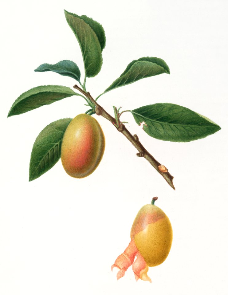 Armenian plum (Prunus armeniaca) from Pomona Italiana (1817 - 1839) by Giorgio Gallesio (1772-1839).