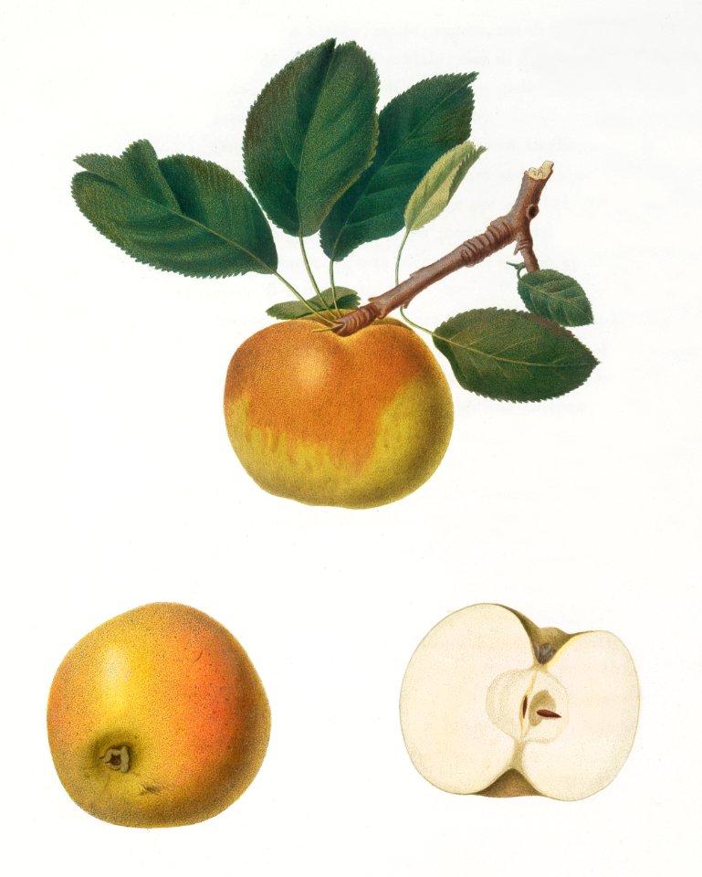 Apple (Malus carpendolo) from Pomona Italiana (1817 - 1839) by Giorgio Gallesio (1772-1839).