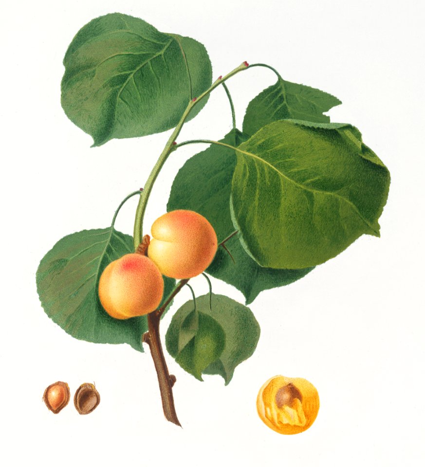 Yellow apricot (Prunus armeniaca) from Pomona Italiana (1817 - 1839) by Giorgio Gallesio (1772-1839).