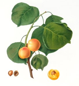 Yellow apricot (Prunus armeniaca) from Pomona Italiana (1817 - 1839) by Giorgio Gallesio (1772-1839).